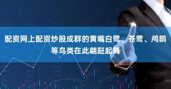 配资网上配资炒股成群的黄嘴白鹭、苍鹭、鸬鹚等鸟类在此翩跹起舞
